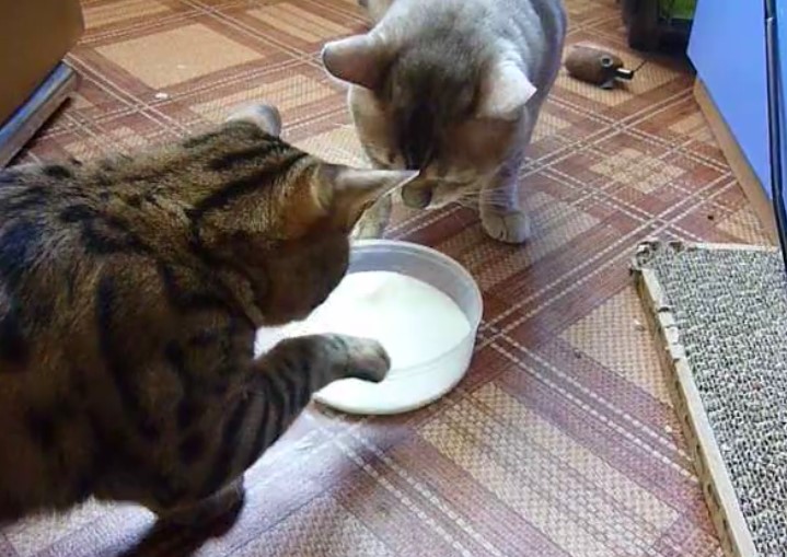 Panty liners porno videolar