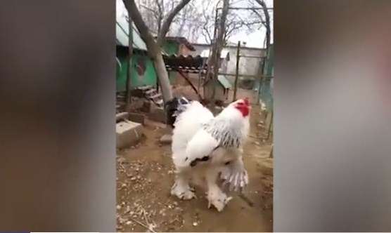 Porno rus etuk kokrak