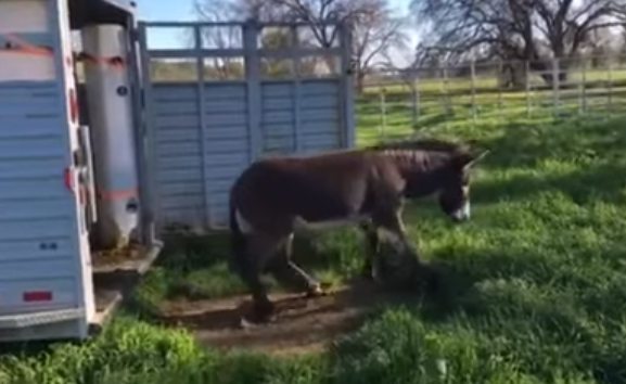 Rus lesbiyanlari, keksayu yosh, bir-birlarini kondiradilar