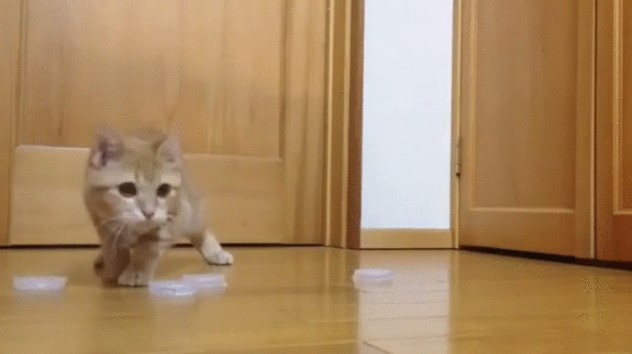 Jinsiy qiynoqlar va qizlarni qatl etish