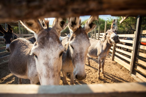 BDSM bilan qattiq qopol guruh jinsiy aloqa