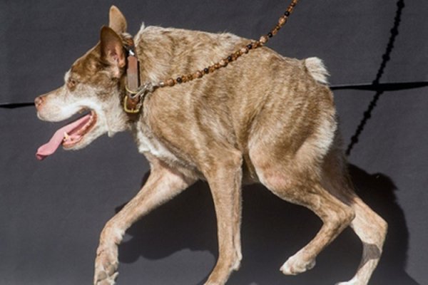 Kamper bilan jinsiy aloqa Onlayn porno olamidagi eng katta mushuk