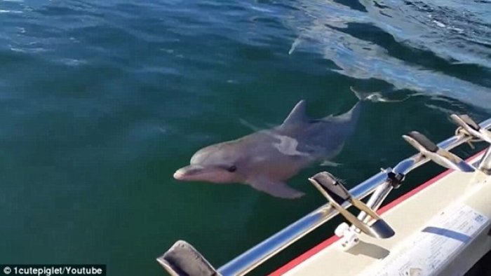 Onlayn porno Brazzaville