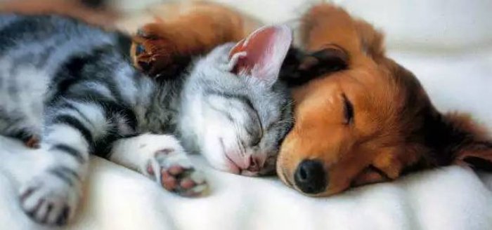 Bir qizni besh kishi sikadi