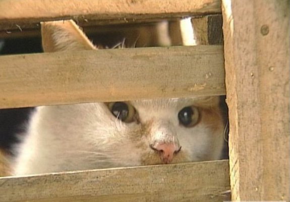 Qadimgi semiz fohishalarning katta mushuklari