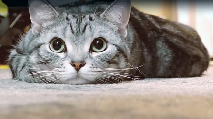 Gimnastikachi eshakka sikiladi