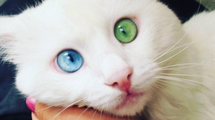 Chiroyli qizlar va ularning mushuklari