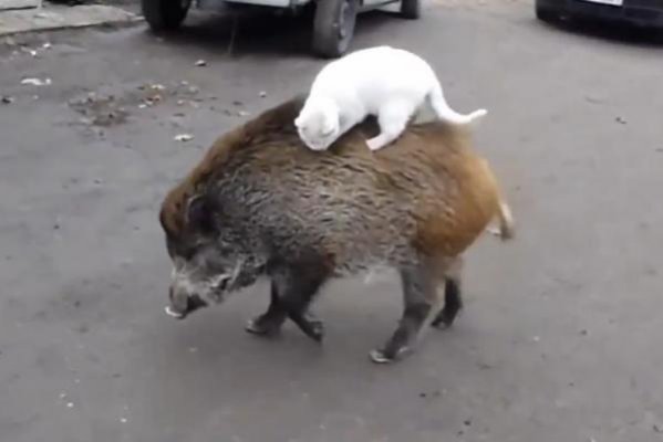 paypoqlarda xususiy etuk tukli Cumshots bilan porno seks videolar