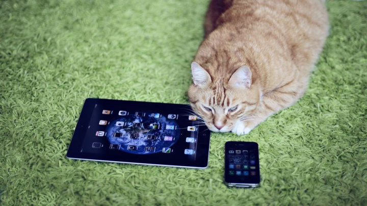 Ingushetiya jinsiy aloqada