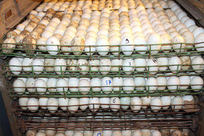 Xotinining porno bagishlanishi Ayollar orgazmi aks etgan porno videolar toplami