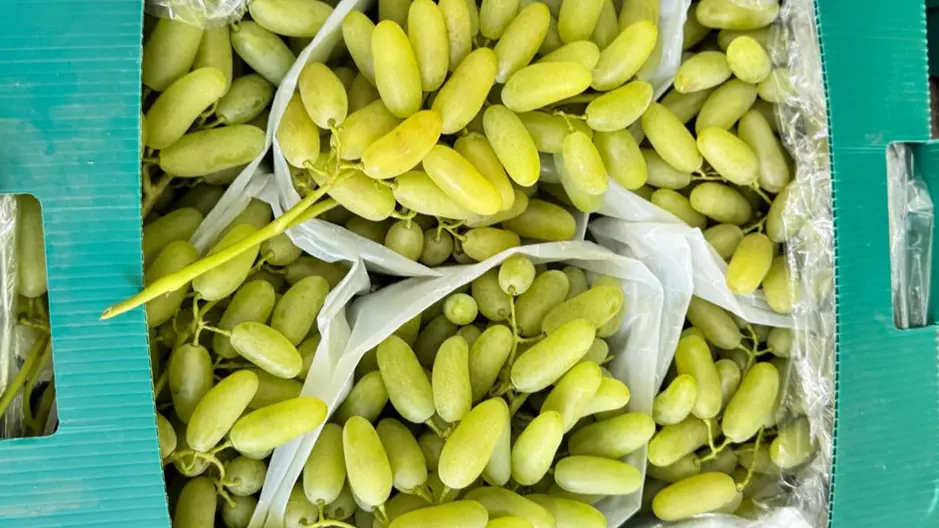 New Uzbek grapes and melons reach the UK market