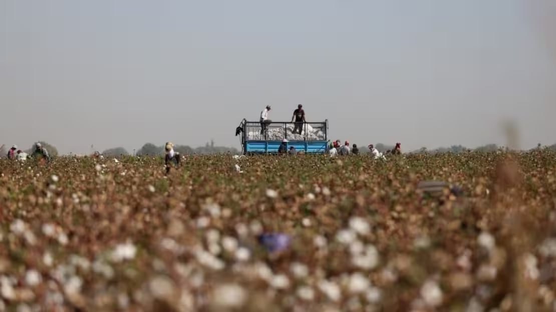 Ministry warns against forced labor amid cotton harvest monitoring.