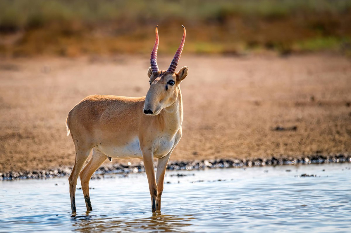 Uzbekistan and Kazakhstan to sign memorandum on saiga antelope conservation.