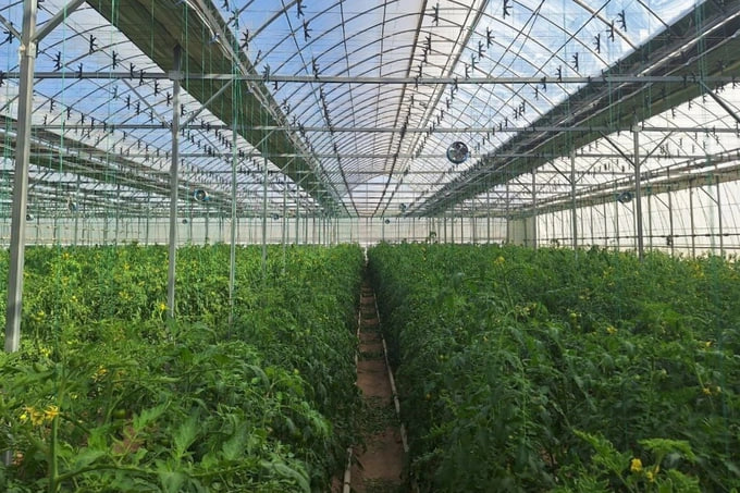 President Mirziyoyev orders uninterrupted gas supply to greenhouses in Tashkent and suburbs.