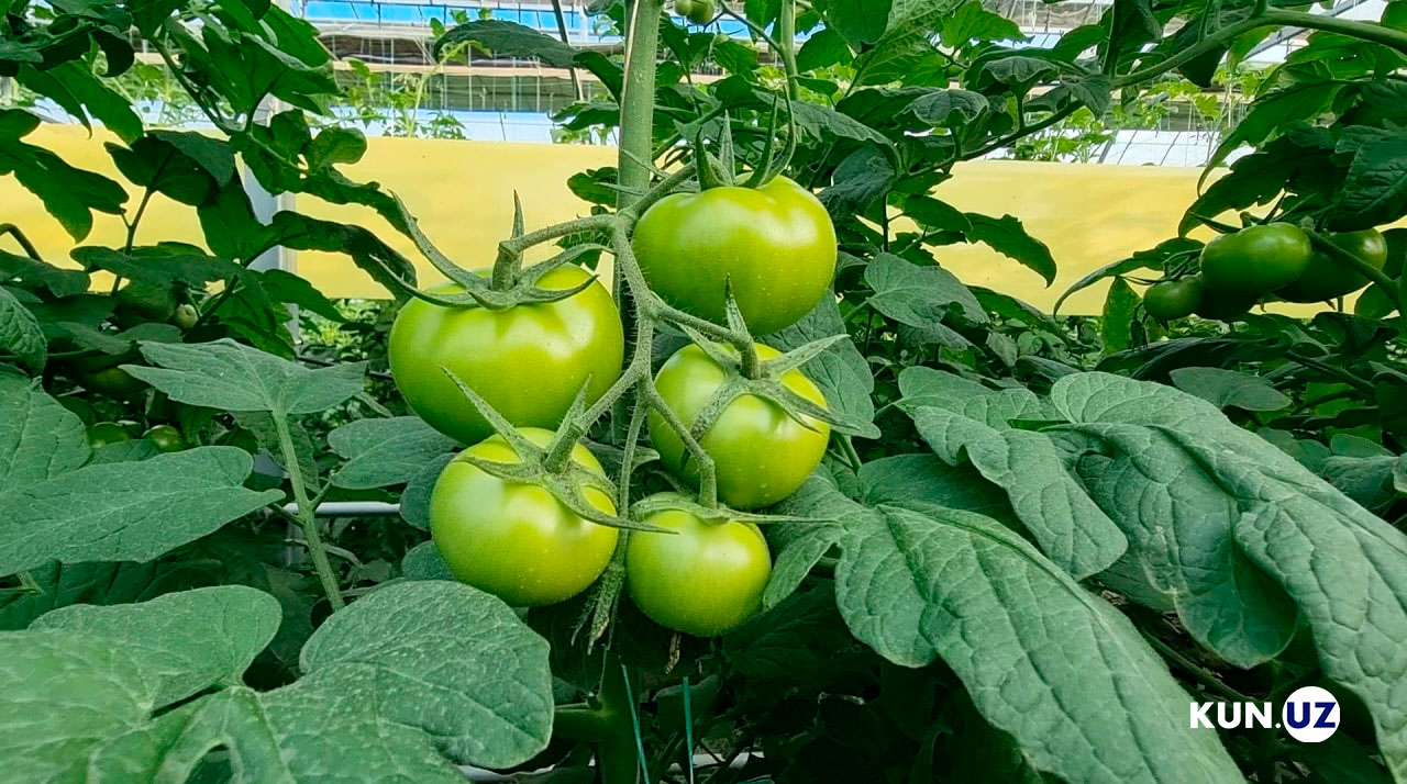 Natural gas supply restored for greenhouses in Tashkent and neighboring areas.
