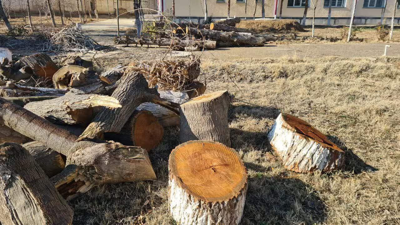 Uzbekistan to use space monitoring to detect illegal logging from 2026.