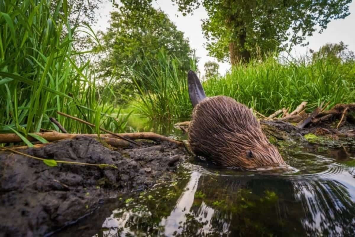 Jinsiy aloqa buvining ichida tugadi Poza - bu jinsiy olatni chuqurroq boladigan joy.