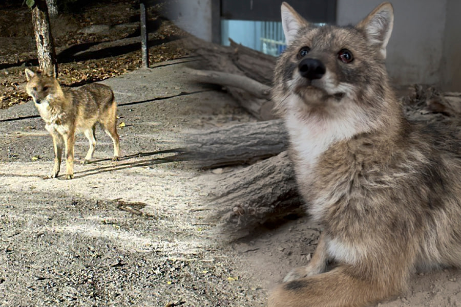 Yetuk rus xotinining fotosurati