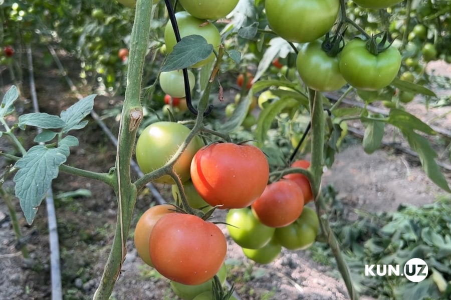 Uzbekistan to abolish minimum export prices for fruits and vegetables.
