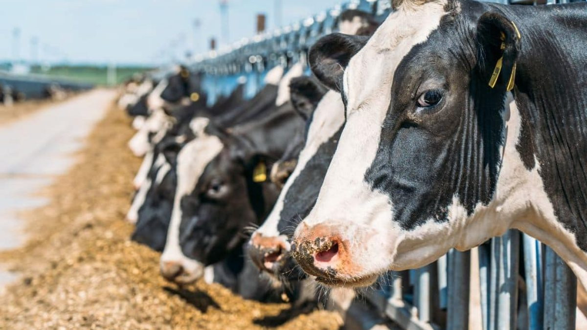 Government to introduce new subsidies and tax exemptions to boost livestock production.