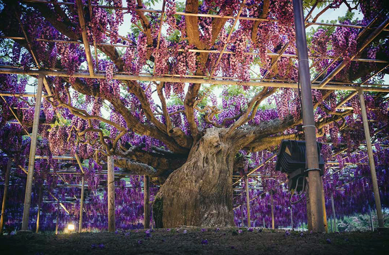 Kievdagi plyajning yalangoch fotosuratlari