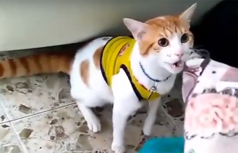 Jinsiy aloqada bolgan oriq kichkina Anyani onlayn tomosha qiling