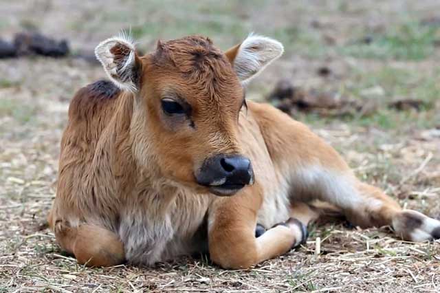 Barcha ayollar sikni sorishni yaxshi koradilar