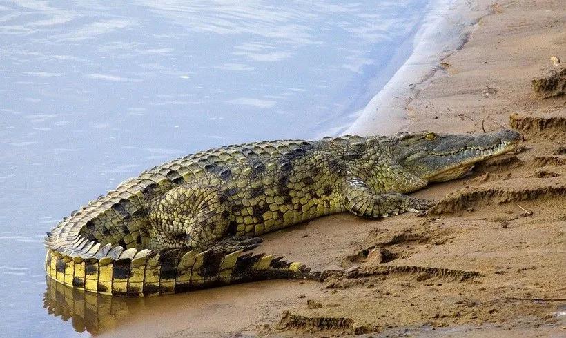 AQShda rekord kattalikdagi timsoh tutildi (foto)
