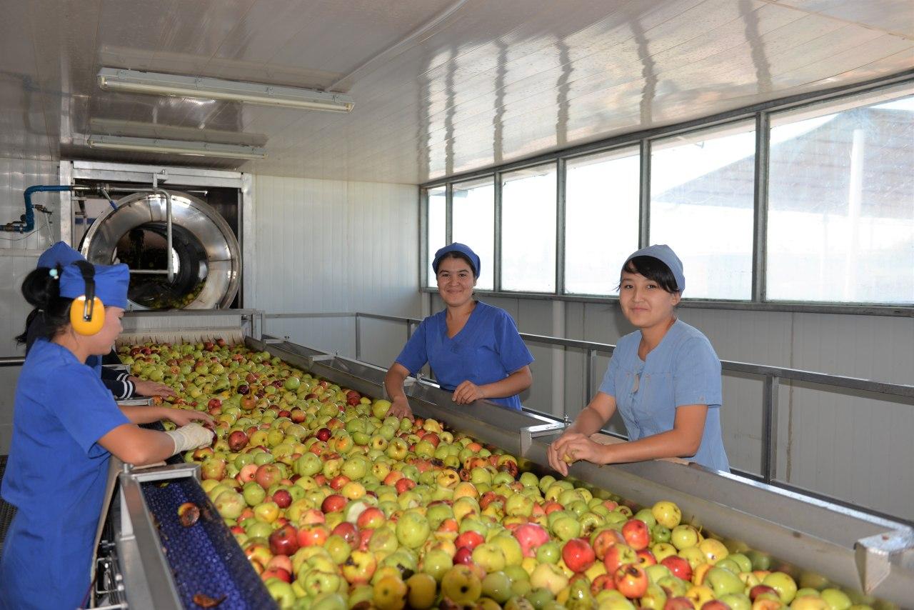 Цех переработки фруктов. Узбекистан фермер хужалиги. Переработка овощей и фруктов. Промышленность Узбекистана. Переработка сельскохозяйственной продукции.