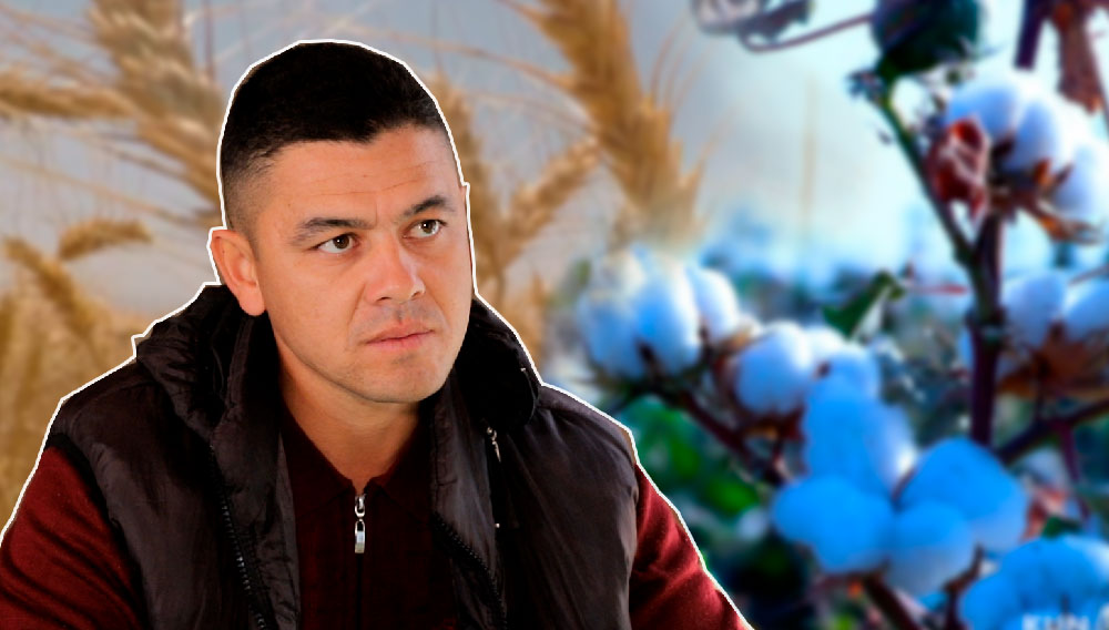 yalangoch kokrak spaniel quloqlari