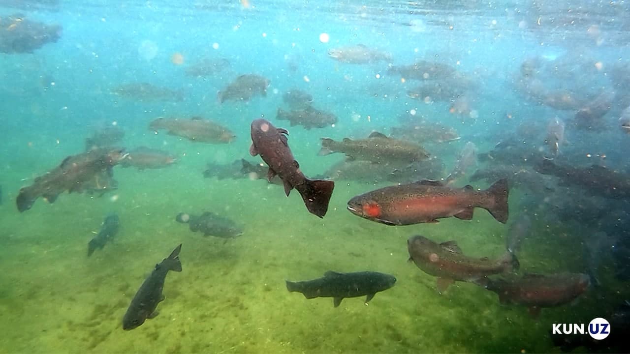 Boglab, xotiningni sik