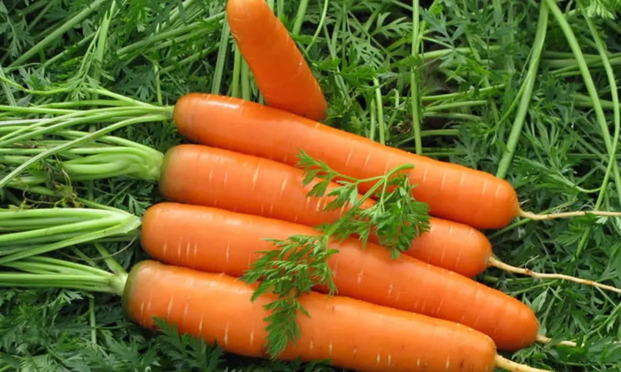 Как вырастить хороший урожай моркови. Морковь навал f1. Морковь Ройал форто. Морковь Роял форто 2 г. Семена моркови Канада.