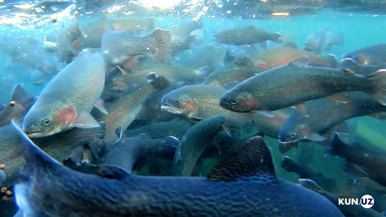 Ani Lorakning eng seksual klipi