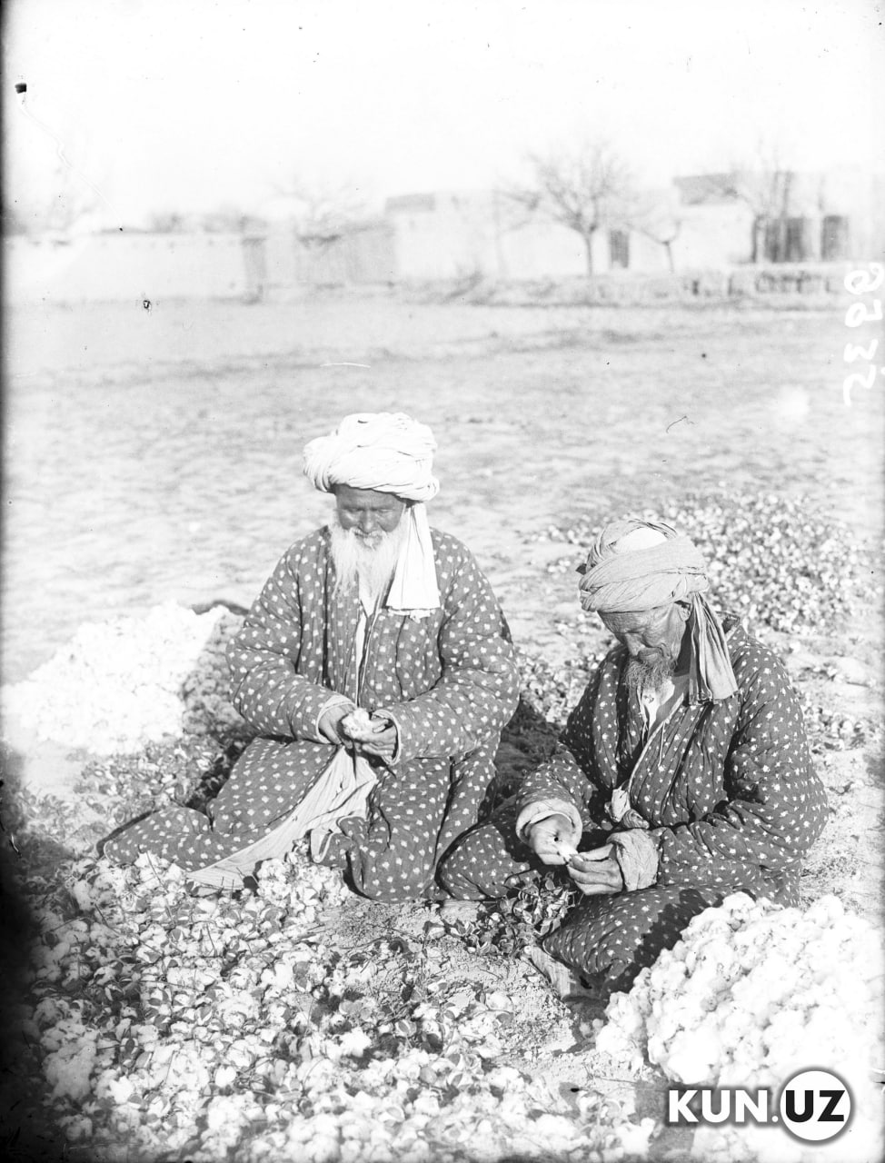 100 лет на хлопковом поле – историческая фотоподборка о самоотверженном  труде хлопкоробов Узбекистана