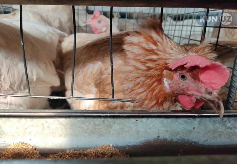 Sasuke va Sakura jinsiy aloqada bolgan video