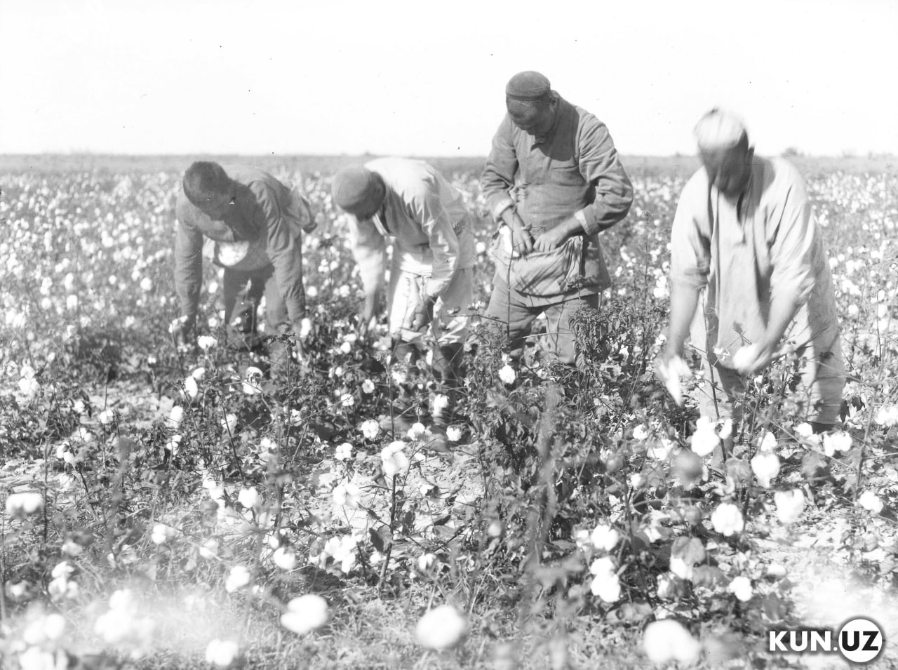 100 лет на хлопковом поле – историческая фотоподборка о самоотверженном  труде хлопкоробов Узбекистана