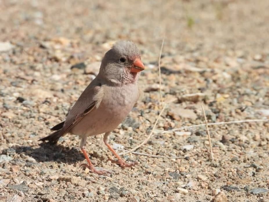 Porno jamoat transportida oz ornini topdi