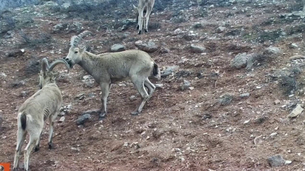 Trans katta kokrak porno