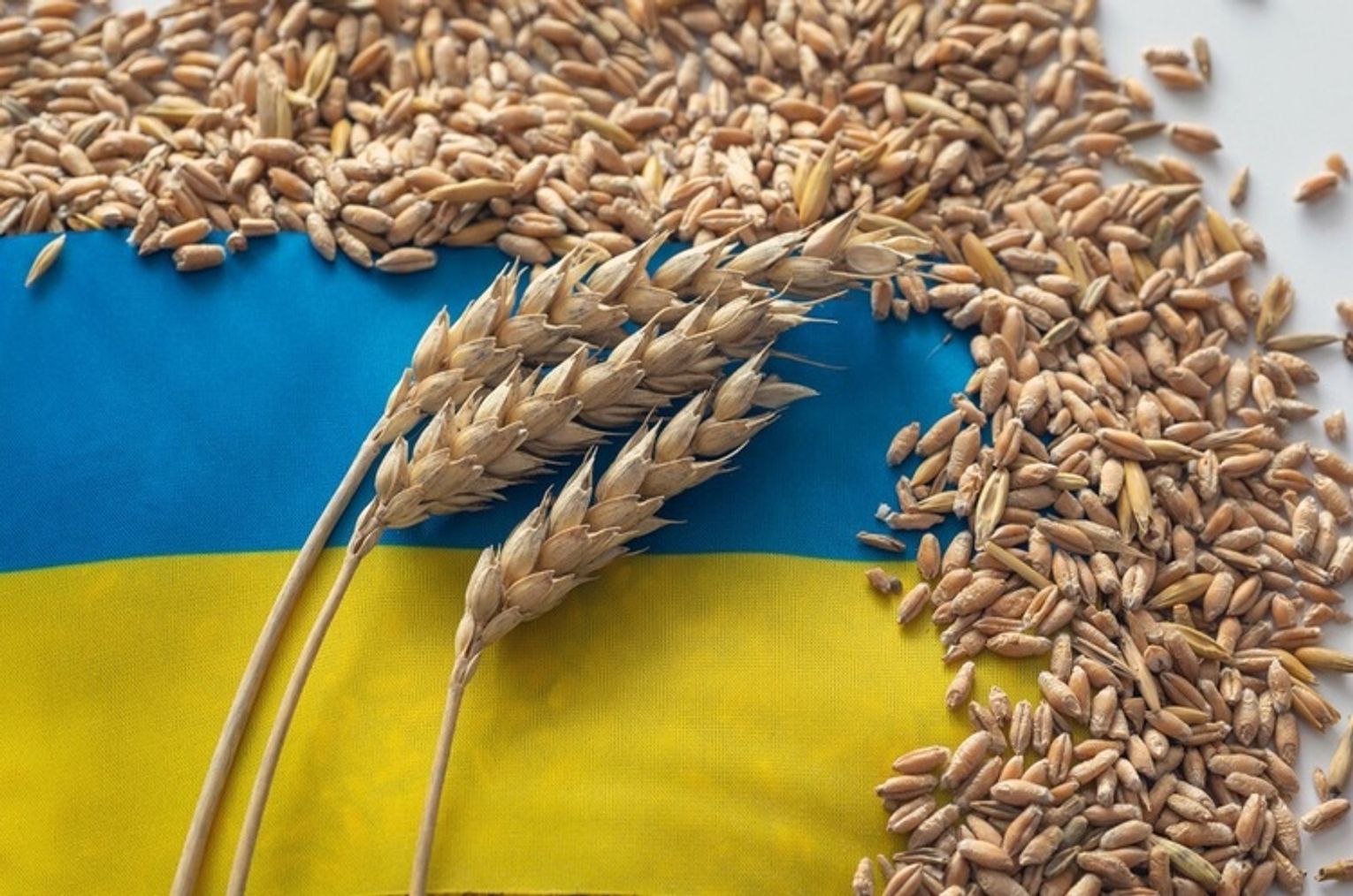 Почему зерно украины. Зерно через Хорватию. Запрет зерну. Ukrainian Grain with Flag.