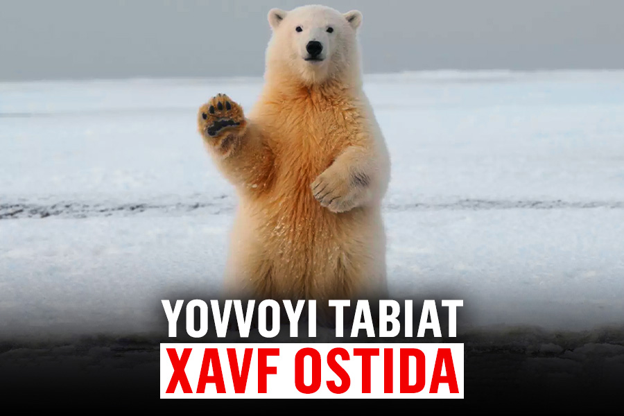 Katta hayajonlangan kokraklar