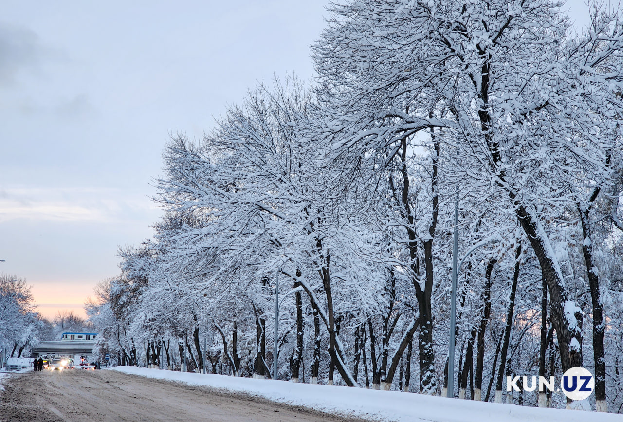 Ташкент январь. Зима в Ташкенте. Ташкент зима 2023. Снег в Ташкенте. Ташкент в январе фото.