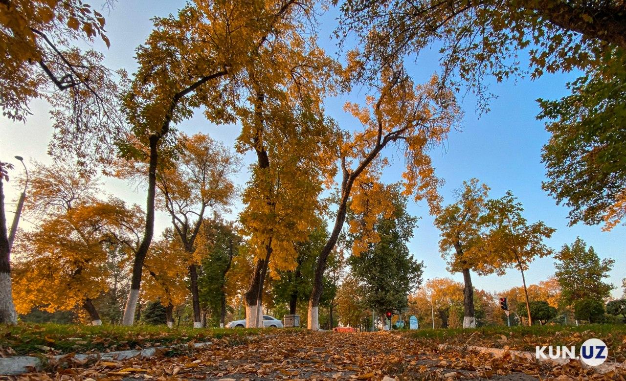 Fotogalereya: Toshkentda oltin kuz tarovati