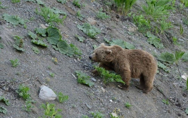 В фотоловушку попал тяньшанский бурый медведь